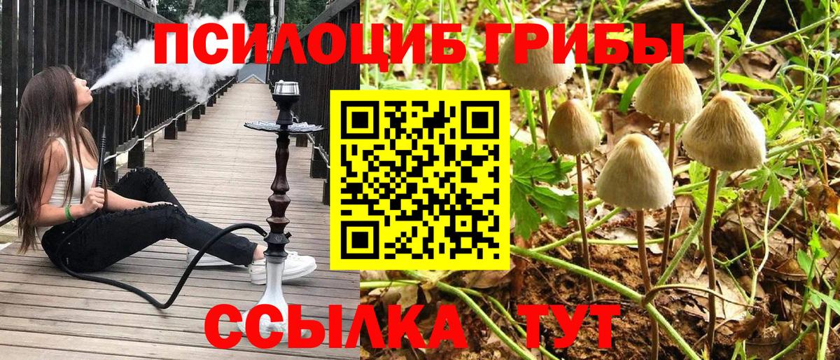 Черкесск  Псилоцибиновые грибы Psilocybine cubensis  Вход с VPN 